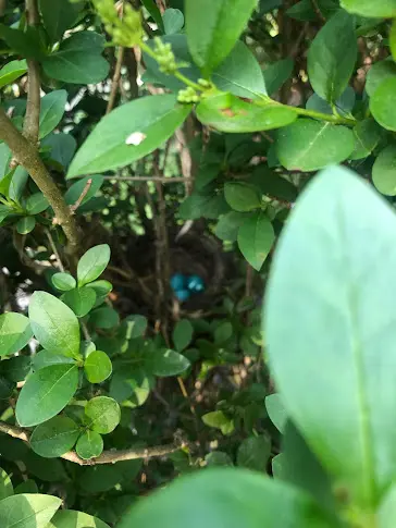 A small blue bird perched among dense green leaves.