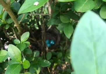 A small blue bird perched among dense green leaves.