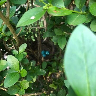 A small blue bird perched among dense green leaves.